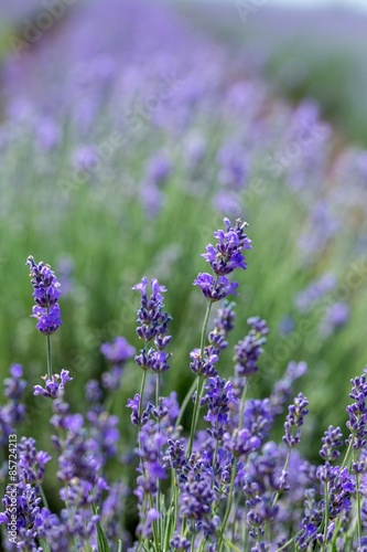 Obraz w ramie Lavender, Flower, Field.