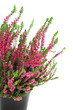 potted pink erica plant on white isolated background