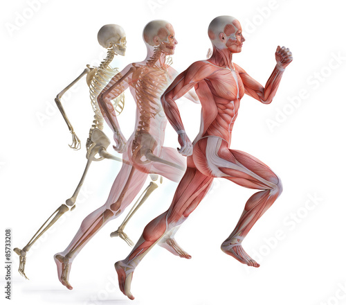 Fototapeta na wymiar anatomy of a runner