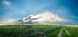 sugarcane field,  panorama landscape