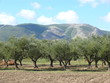Olivenhaine auf Mallorca