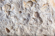 coquina background old fossil