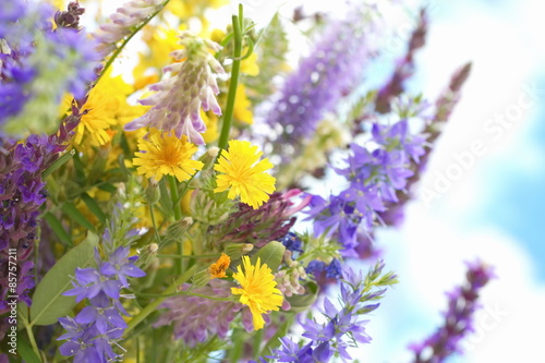 Fototapeta do kuchni Wild flowers