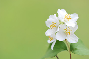 Blooming twig of Jasmine on a sunny day.White flowers of Jasmine on a green background. 