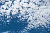 Fototapeta Niebo - Azur sky with small white cumulus clouds. Cirrocumulus cloud also known as puffy, cotton-like or fluffy, perfect for background