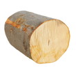 beech wood, stump log fire wood isolated on white background with clipping path