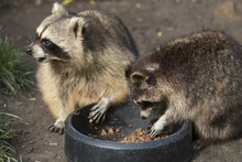 Two Raccoons Eating