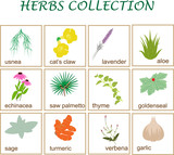 Fototapeta Sypialnia - vector illustration of popular herbs collection.