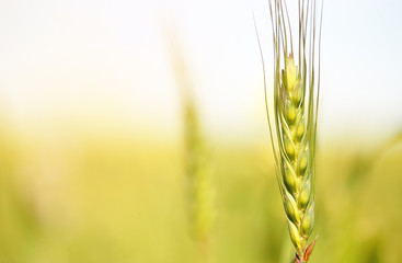 Young Wheat