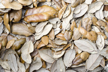 Dead Leaves Background
