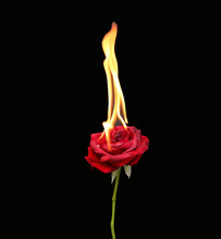Concept, Red Rose Burning With Hot Flames Isolated
