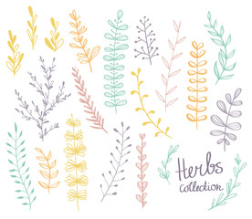 Wall Mural - Vector herbs set. Colorful floral collection with leaves. Spring or summer design for invitation, wedding or greeting cards