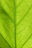 Fototapeta  - Green leaf close up