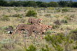 3 cheetah on the move in South Africa