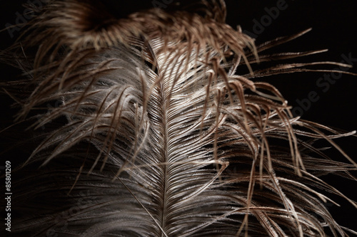 Wasserabweisende Stoffe - Ostrich feather (von Nik_Merkulov)