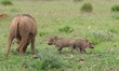 A female warthog grazers while her new born piglets watch and learn. South Africa