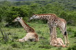 A herd of Giraffe standing and sitting with a baby giraffe calf. South Africa