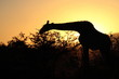 A giraffe silhouette at sunset. South Africa