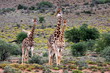 A herd of Giraffe with a baby giraffe calf