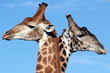 A close up image of two giraffe in South Africa