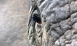 A close up photo of a elephants eye, eyelashes, wrinkles and face. Taken in South Africa. 