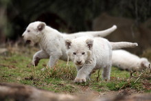 Three New Born White Lion Cubs Play In This Image. South Africa