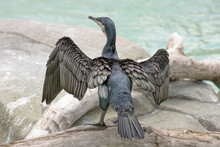 Cormorant While Resting On Rocks