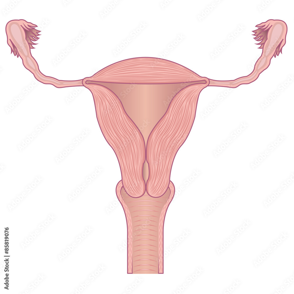 Анатомия женской матки