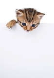 Fototapeta Koty - brown kitten with empty board