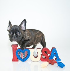 Sticker - Patriotic Puppy