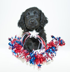 Sticker - Patriotic Puppy