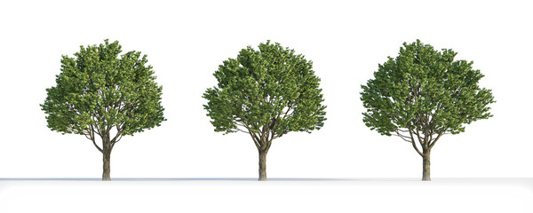 acer tree 3d isolated