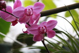 Fototapeta Kwiaty - Storczyki - storczyk (Orchis - Orchidaceae) – byliny