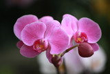 Fototapeta Do akwarium - Storczyki - storczyk (Orchis - Orchidaceae) – byliny