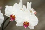 Fototapeta Panele - Storczyki - storczyk (Orchis - Orchidaceae) – byliny