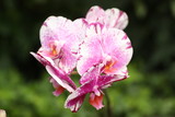 Fototapeta Storczyk - Storczyki - storczyk (Orchis - Orchidaceae) – byliny