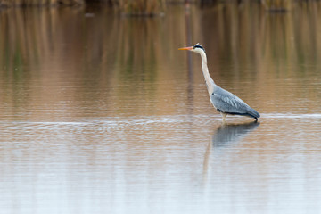 Wall Mural - Gray heron i