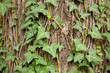 English Ivy on wood