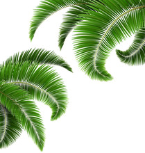 Green Palm Tree Leaves Isolated On White Background