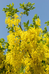 Wall Mural - Indian laburnum flower