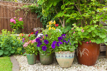 Colorful Potted Plants In Garden Corner.
