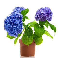 Fotomurales - Blue hydrangea isolated