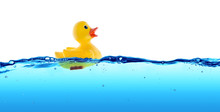 Rubber Duck Float In Water
