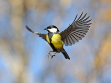 Funny Flying Great Tit