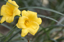 Closeup Of Yellow Day Lily Flowers