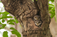 Lovely Spot Owls