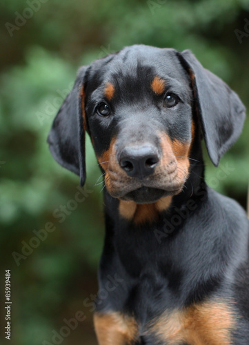 Fotomural Puppy doberman pinscher 2 month old
