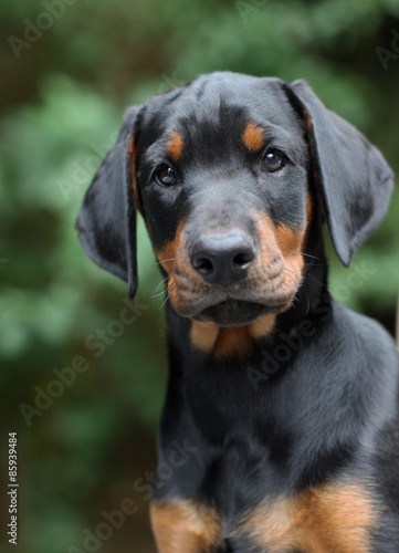 2 month doberman puppy