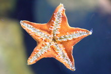 Underside Of The Starfish