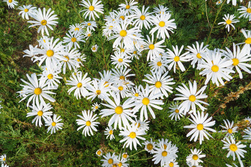 Chrysanthemum zawadskii flowers